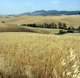 Landschaft Toskana, Italien