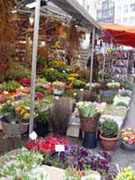 Amsterdam Blumenmarkt