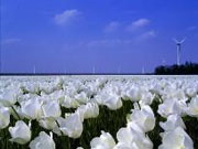 Tulpenfelder, Flevoland