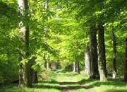 Overijssel: Wald, Natur, Urlaub und Erholung pur...