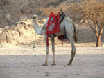 Sharm El Sheikh