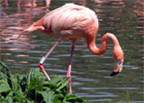 Flamingo, Klein Antillen