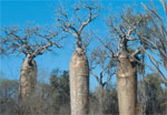 Rundreisen Madagaskar
