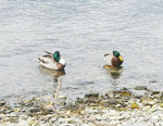 Salò, Gardasee