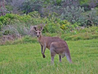 Känguruh in Australien
