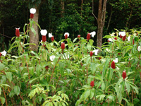 Blumen in Guadeloupe