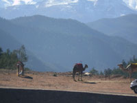 Kamele