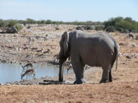 Elefant in Namibia