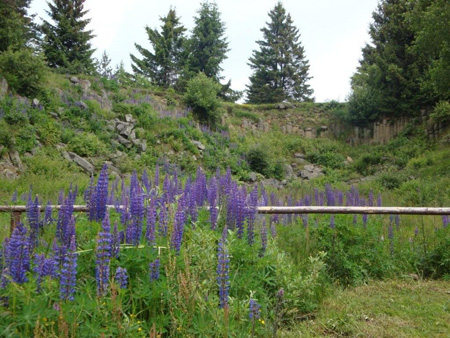 Basaltsäulen am Basaltsee
