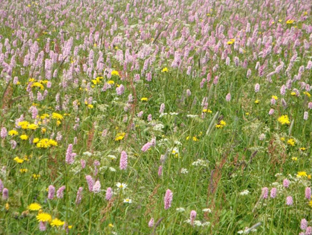 Blumenwiese
