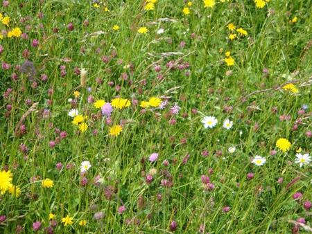 Blumenwiese
