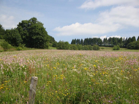 Blumenwiesen, soweit das Auge reicht
