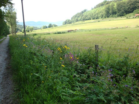 Wiesenrain am Feldberg
