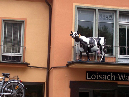 garmisch kuh auf balkon