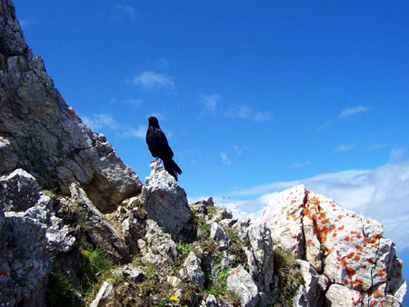 schwarzer vogel