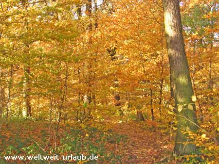 Sauerland