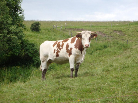Kuh an der Wasserkuppe
