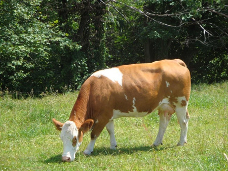 Kuh auf der Weide in der Rhön
