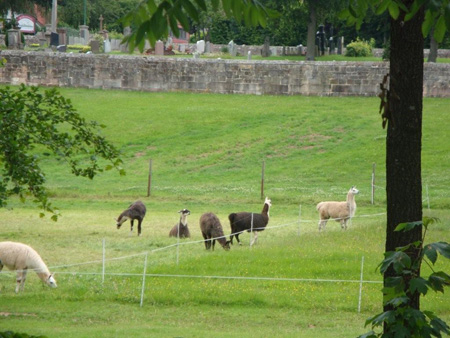 Lamaherde in Poppenhausen

