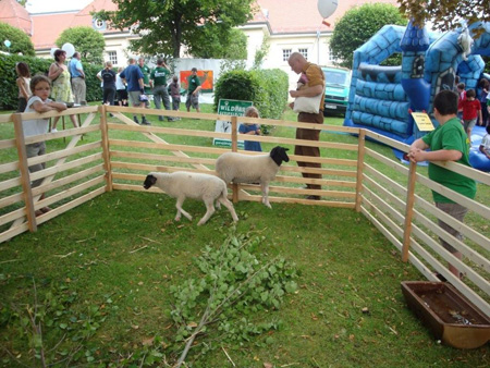 Typische Rhönschafe am Schloß Gersfeld
