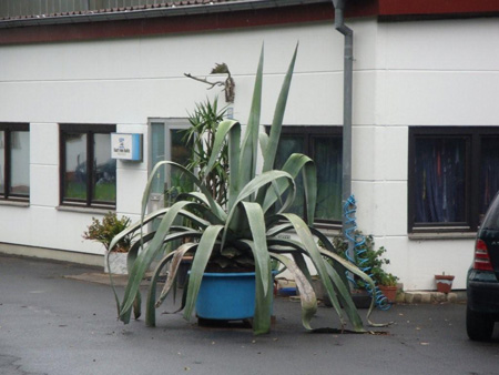 Schon einmal so eine Riesen-Agave gesehen?
