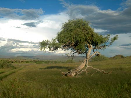 Namibia Baum