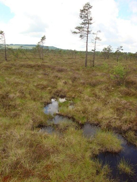 Echtes Moor, beim Verlassen der Wege drohen Versinken und Kreuzotternbisse
