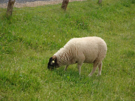 Rhönschaf, erkenntlich am schwarzen Kopf