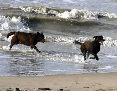 Hunde am Strand