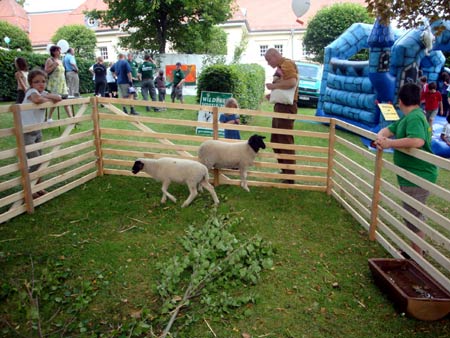 Die berühmten Rhönschafe mit ihren schwarzen Köpfen auf einem Schloßparkfest