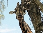 Pauschalreisen nach Kenia
