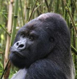 Gorilla Ruanda