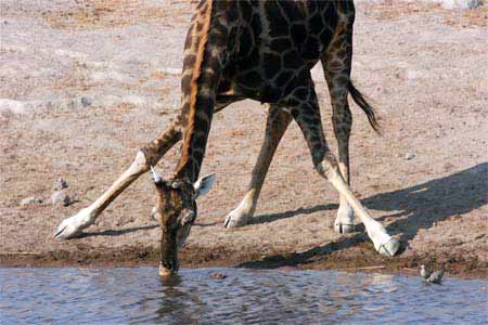 Namibia Giraffe