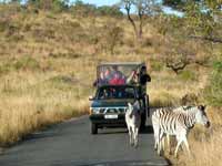 Südafrika Urlaub: Zebras
