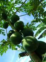 Urlaub in Sulawesi