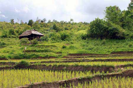 Reisfelder Thailand Urlaub