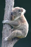 Australien Rundreise