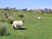Cornwall Schafe