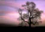 Geisterbaum