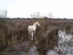 Camargue