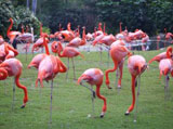 Flamingos