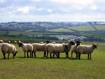 Guernsey