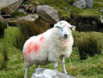 Leitrim
