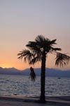 Palme im Gardasee Urlaub