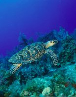 Urlaub auf den Cayman Inseln