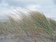 Dünen auf Ameland