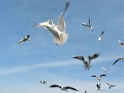 Möwen auf Ameland