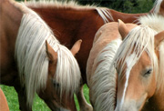 Haflinger-Pferde auf dem Bauernhof in Österreich