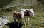 Kühe auf dem Bauernhof in Österreich