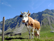 Kuh vor den Alpen, Bauernhof Österreich